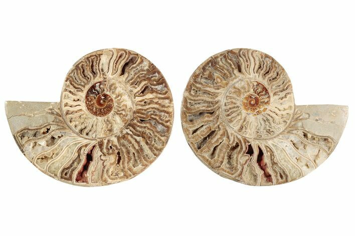 Bargain, Daisy Flower Ammonite (Choffaticeras) - Madagascar #191237